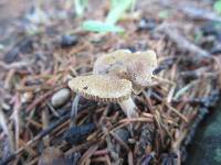 Inocybe occulta image