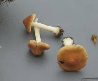 Inocybe occulta image