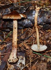 Inocybe napipes image