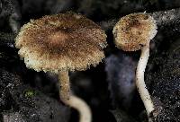 Inocybe subeutheloides image