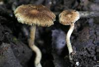 Inocybe subeutheloides image