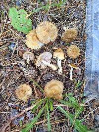 Inocybe occulta image