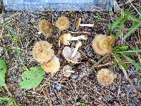 Inocybe occulta image