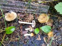 Inocybe occulta image