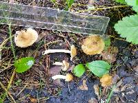 Inocybe occulta image