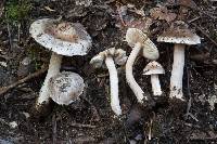 Inocybe acriolens image