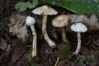 Inocybe armeniaca image