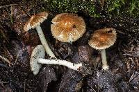 Inocybe occulta image