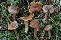 Inocybe egenula image