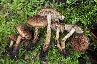 Inocybe stellatospora image