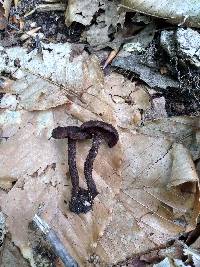 Inocybe tahquamenonensis image