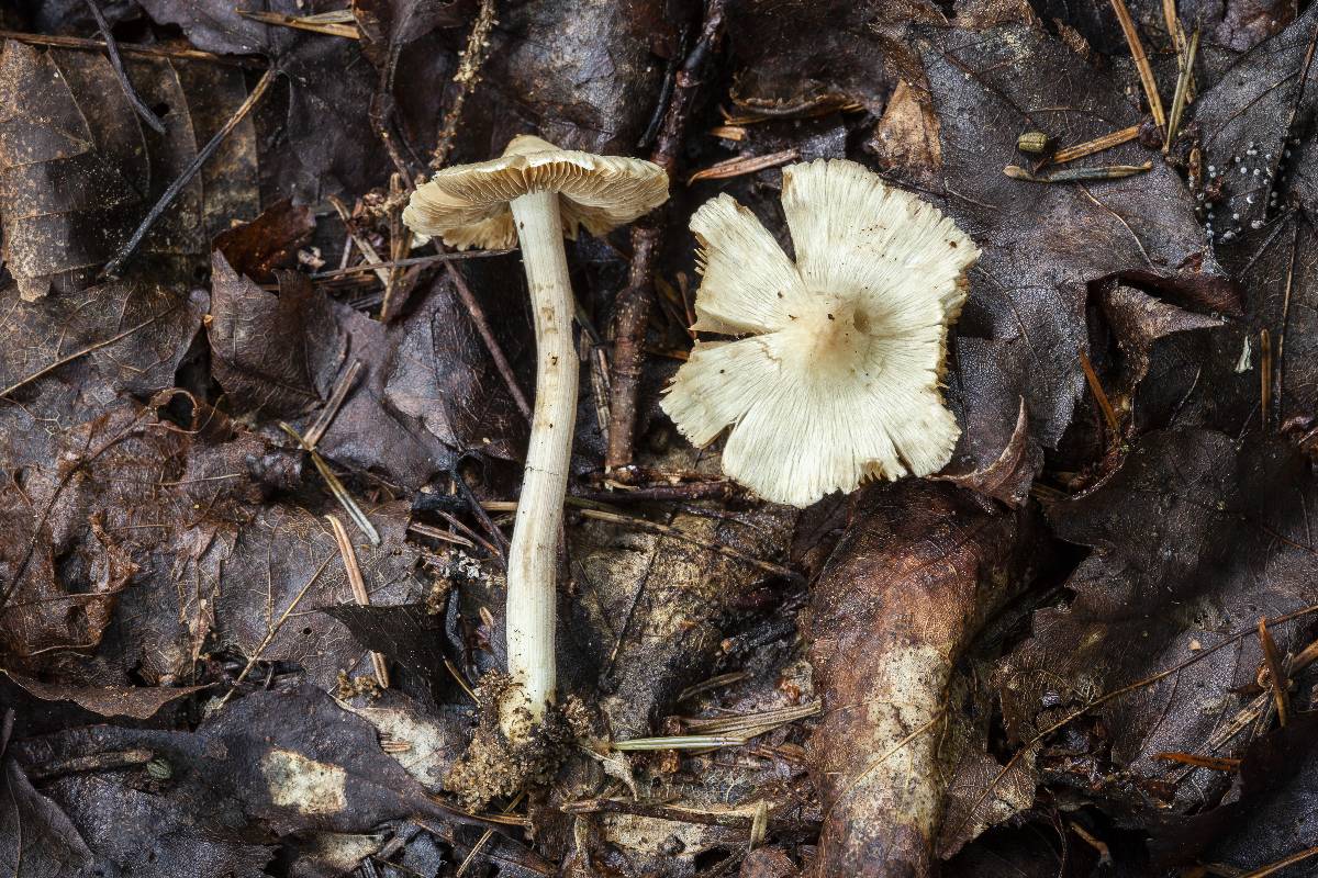 Inocybe umbratica image