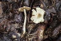 Inocybe umbratica image