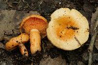 Lactarius thyinos image