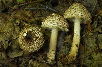 Lepiota cortinarius image