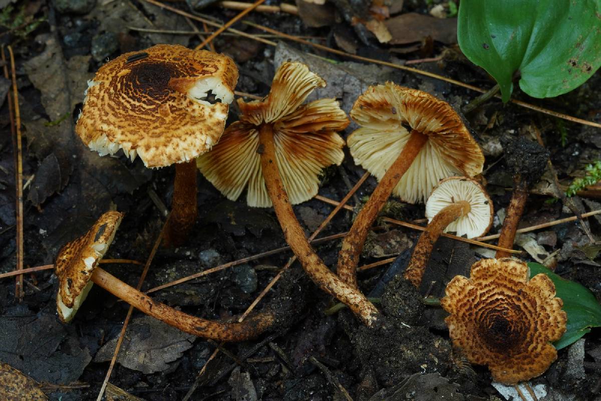 Lepiota geniculispora image