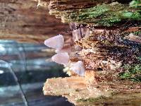 Mycena leptocephala image