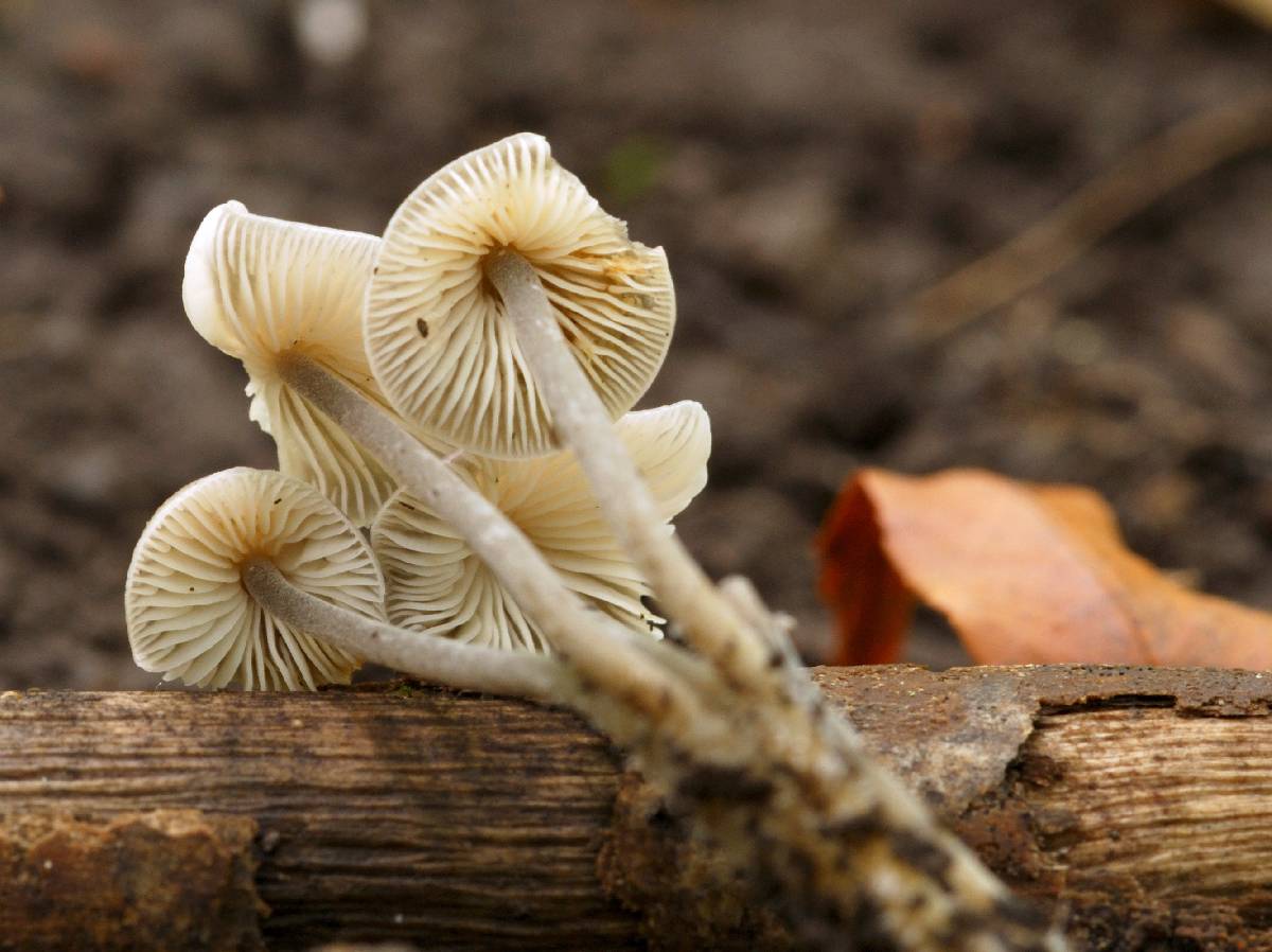 Mycenella trachyspora image