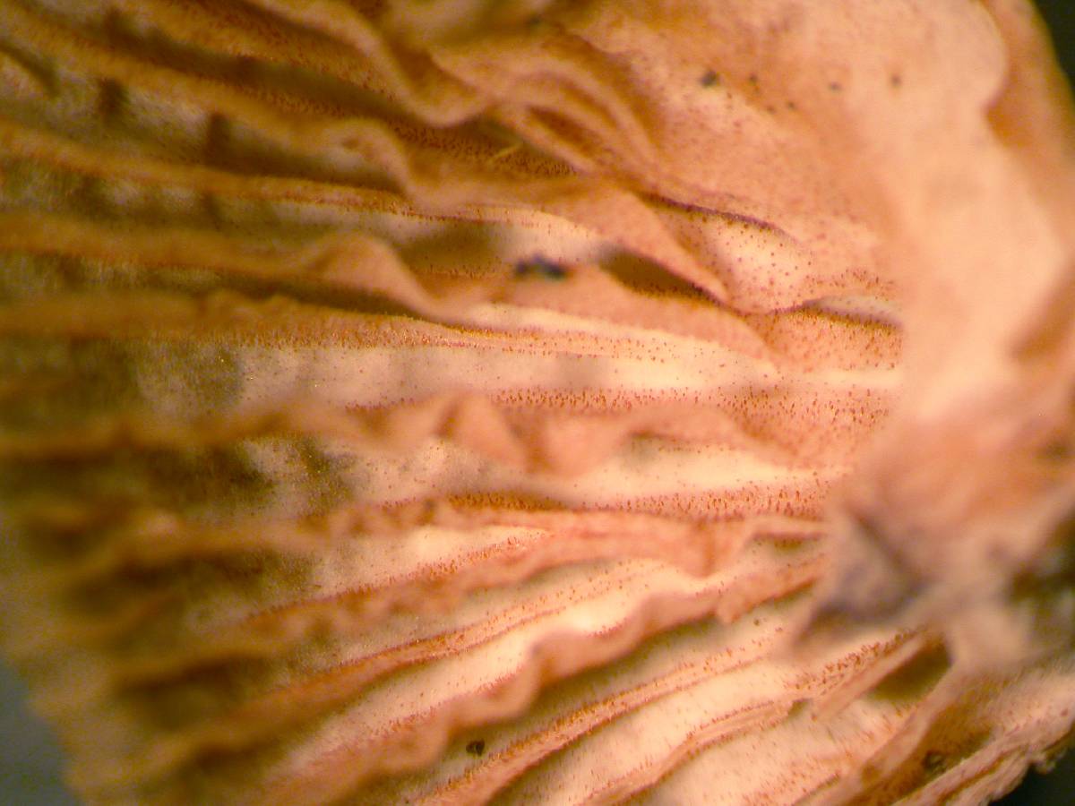 Mycenella trachyspora image