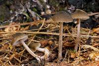 Mycopan scabripes image