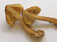 Pseudosperma sororium image