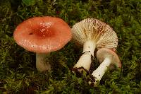 Russula montana image