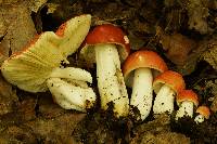 Russula silvicola image