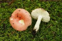 Russula silvicola image