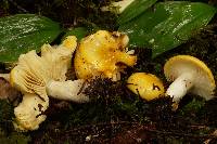 Russula claroflava image