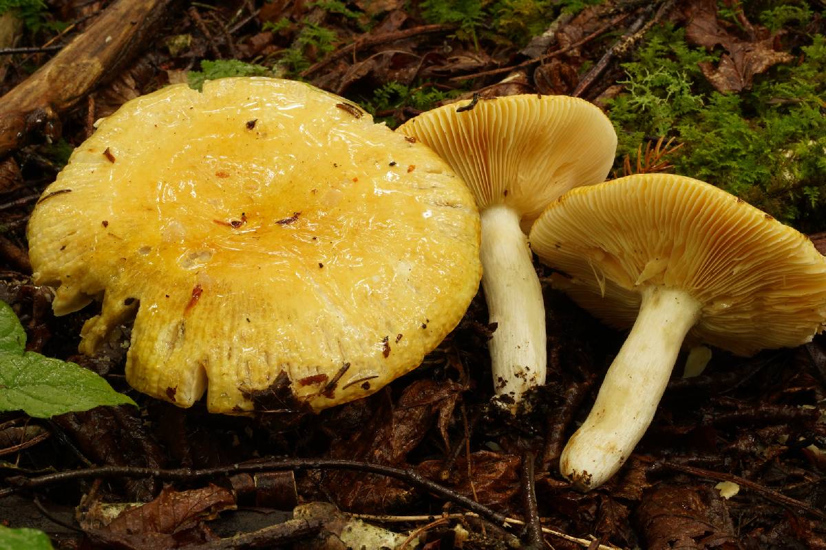 Russula intermedia image