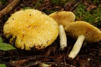 Russula claroflava image