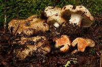 Russula dissimulans image