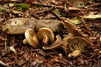 Russula dissimulans image