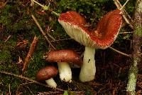 Russula fragilis image