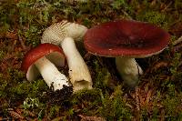 Russula fragilis image