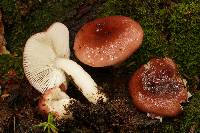 Russula fragilis image