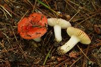 Russula fragilis image