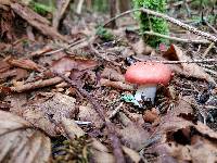 Russula montana image