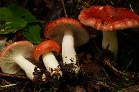 Russula montana image