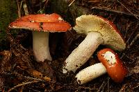 Russula paludosa image