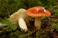 Russula paludosa image