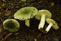 Russula parvovirescens image