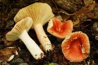 Russula silvicola image