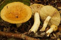 Russula subfoetens image