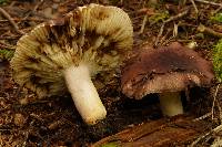 Russula vesca image