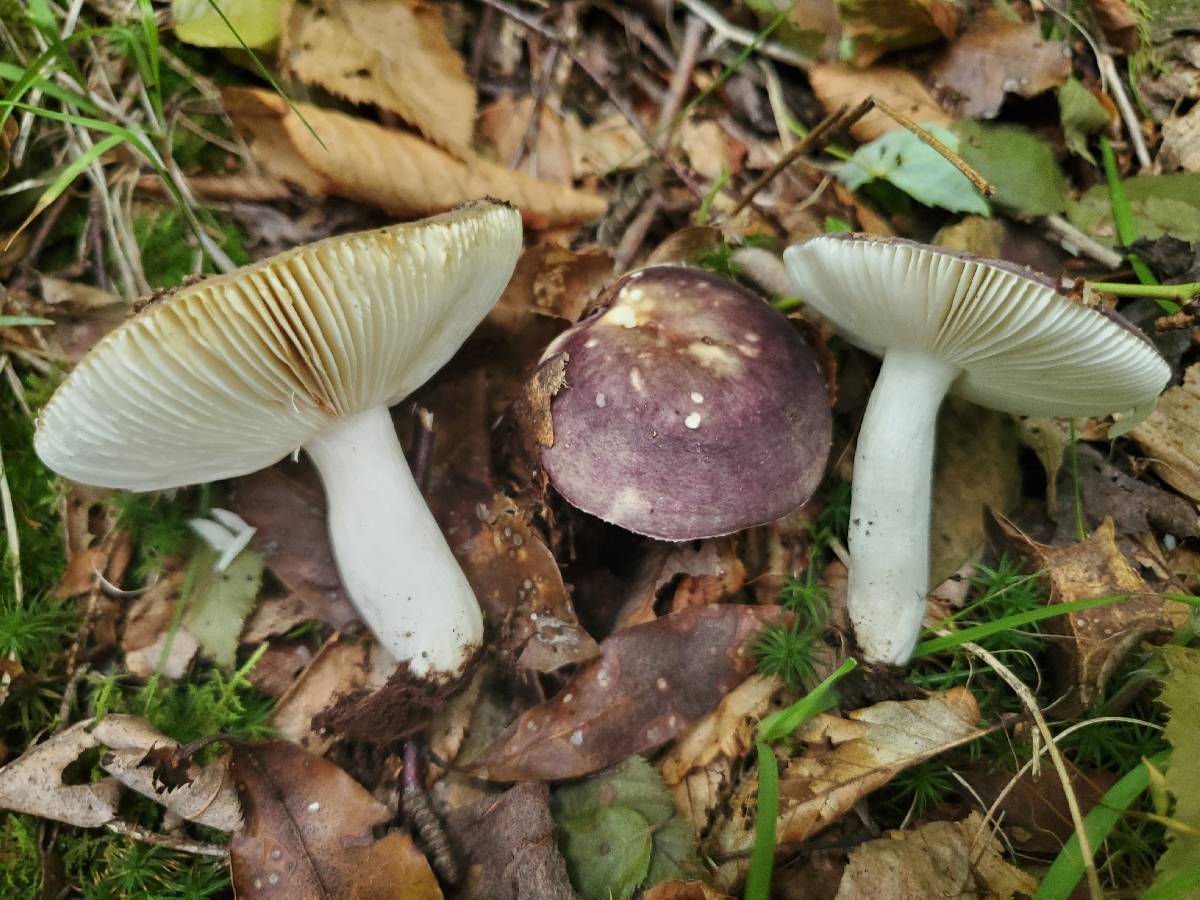Russula viridibrunnea image