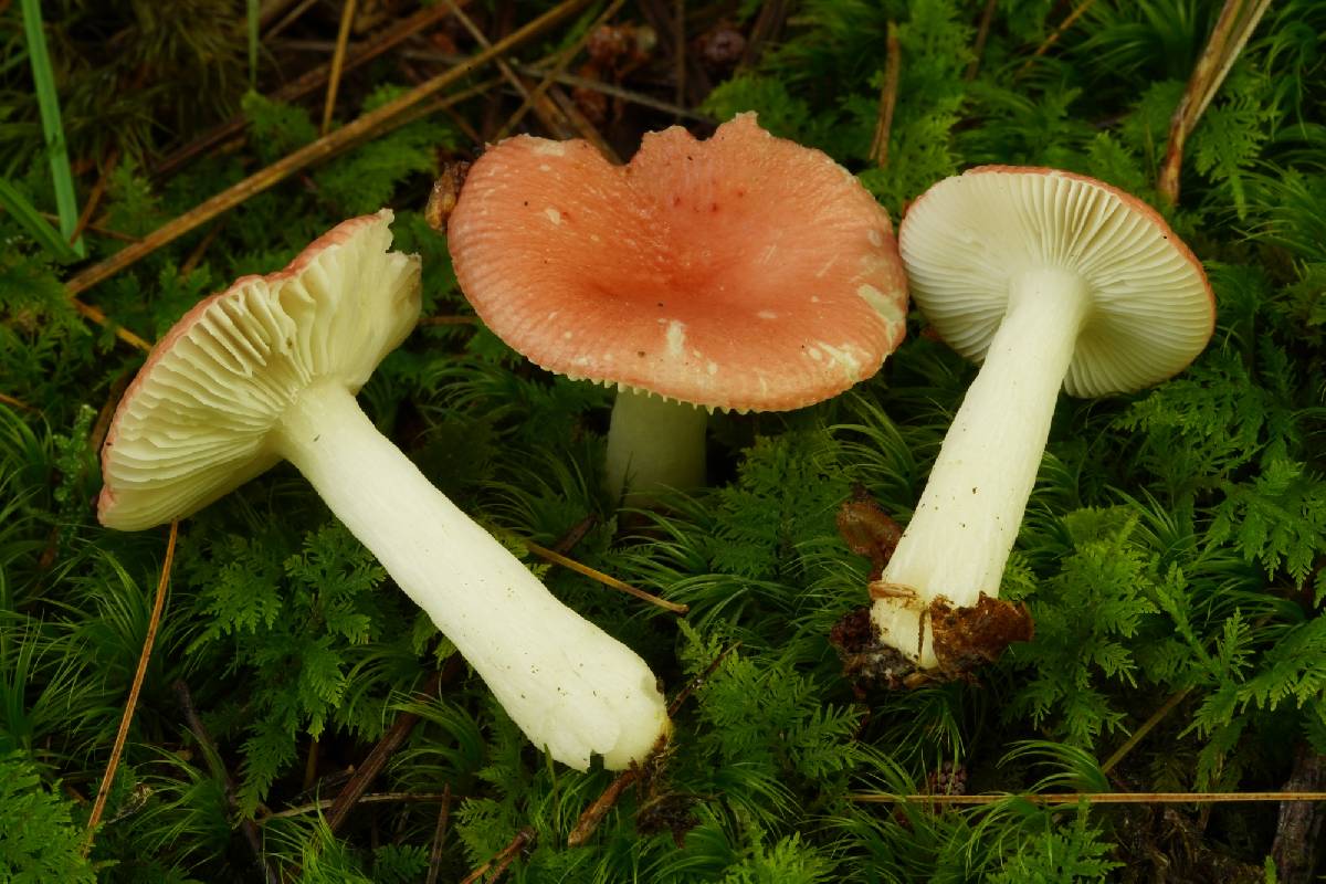 Russula abbotensis image