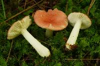 Image of Russula abbotensis