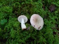 Russula betularum image