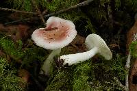 Russula betularum image